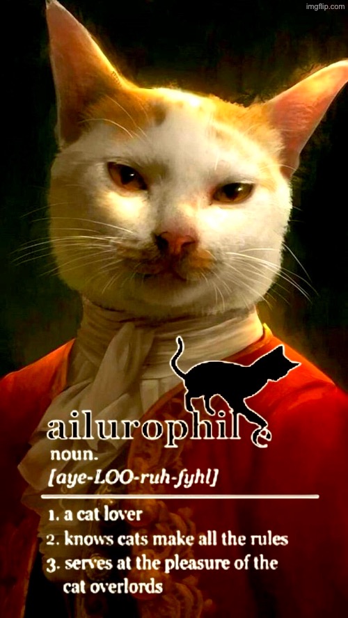 When You're Owned By A Cat | image tagged in cats,funny cats,we are intellectually superior in every way,signature look of superiority,evil overlord rules,superior royalty | made w/ Imgflip meme maker