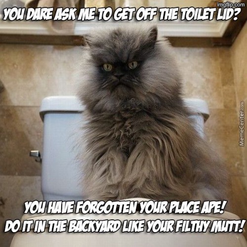 Filthy Ape | image tagged in cats,funny cats,evil overlord rules,signature look of superiority,superior royalty,filthy | made w/ Imgflip meme maker