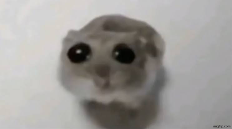 Sad Hampster | image tagged in sad hampster | made w/ Imgflip meme maker