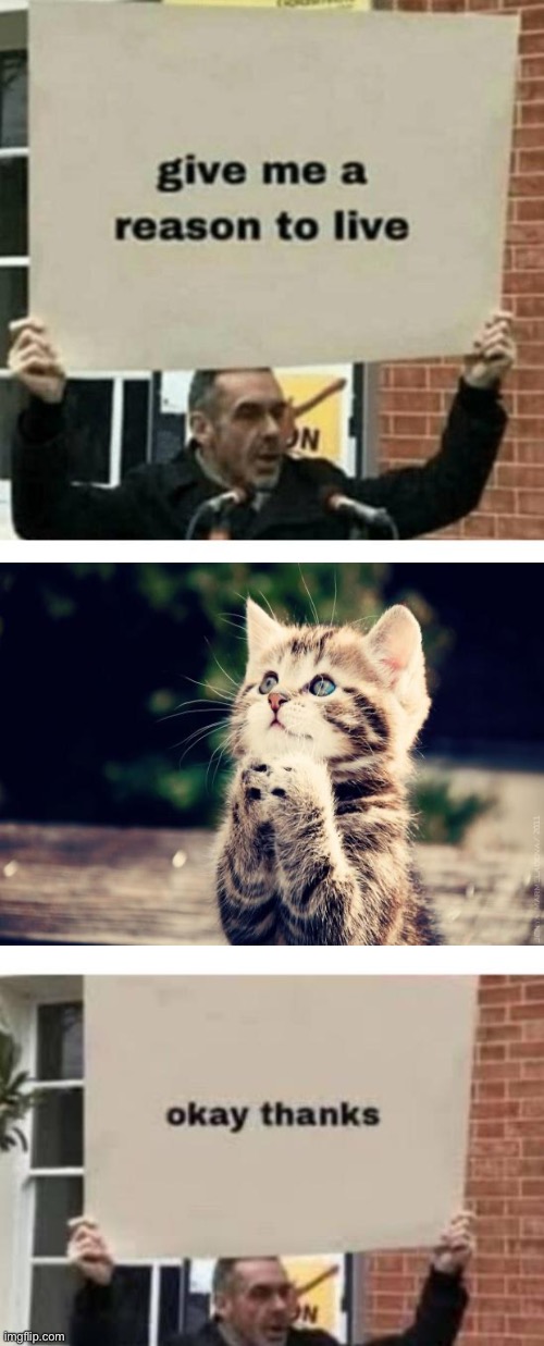 I love kitties | image tagged in give me reason to live,msmg,kitty,cats,cat,kittens | made w/ Imgflip meme maker