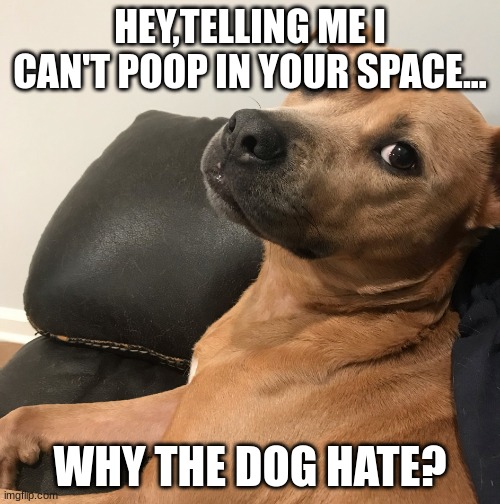 why the dog hate? | HEY,TELLING ME I CAN'T POOP IN YOUR SPACE... WHY THE DOG HATE? | image tagged in expressive dog,dog hate,can't poop,park | made w/ Imgflip meme maker