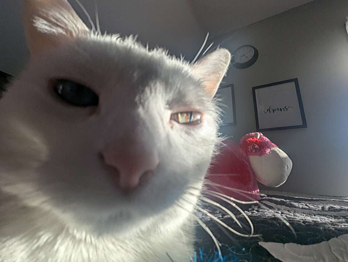 Sugar Blank Meme Template