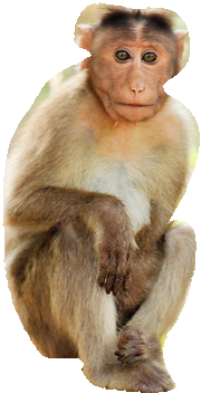 Unggoy Blank Meme Template