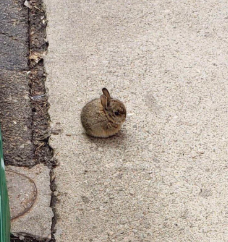 round bun Blank Meme Template