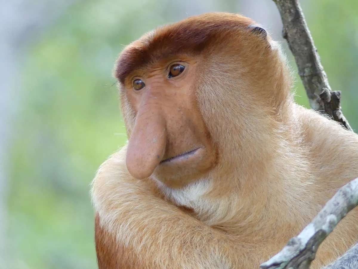 Proboscis Monkey Blank Meme Template