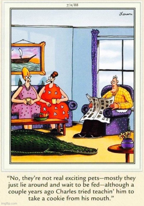 What was that guy thinking? | image tagged in the far side,comics,alligator,pet,face,bitten off | made w/ Imgflip meme maker