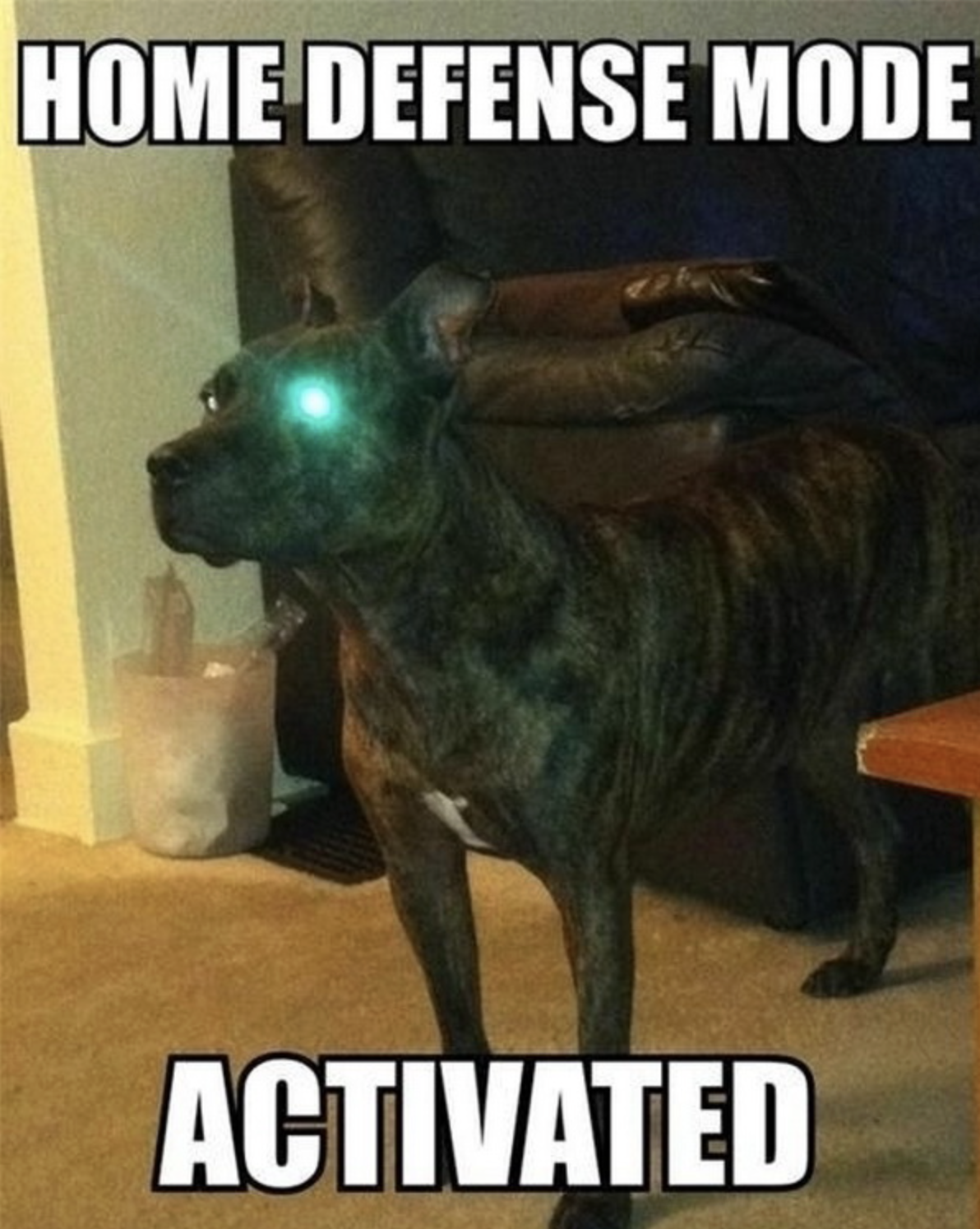 Home Defence Mode Activated Blank Meme Template