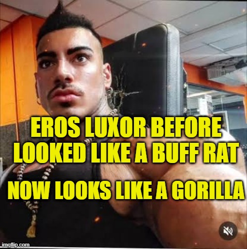 Eros Luxor before | EROS LUXOR BEFORE LOOKED LIKE A BUFF RAT; NOW LOOKS LIKE A GORILLA | image tagged in eros luxor before | made w/ Imgflip meme maker