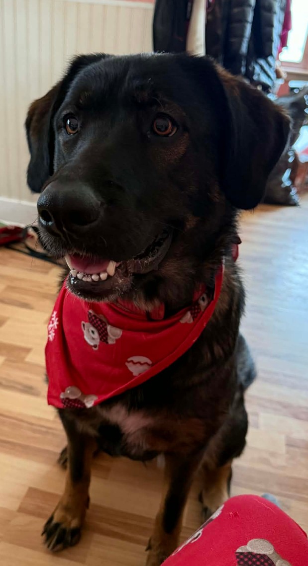 Beautiful puppy Blank Meme Template