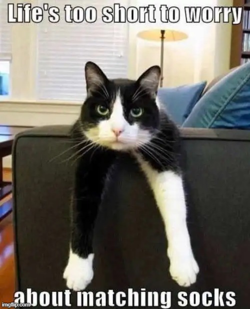 'Cattitude' | image tagged in cat,socks,funny cats,funny,the truth,lol | made w/ Imgflip meme maker