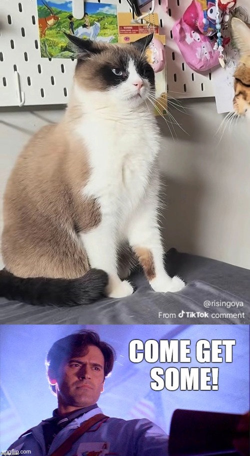 Cat fight | image tagged in cat fight | made w/ Imgflip meme maker