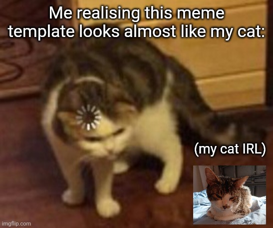 Not the same ears but same colours for sure | Me realising this meme template looks almost like my cat:; (my cat IRL) | image tagged in loading cat,cat,cat reveal,lookalike | made w/ Imgflip meme maker
