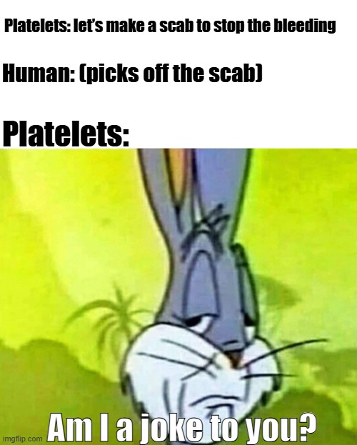 Platelets vs Human | Platelets: let’s make a scab to stop the bleeding; Human: (picks off the scab); Platelets:; Am I a joke to you? | image tagged in disapointed bugs bunny | made w/ Imgflip meme maker