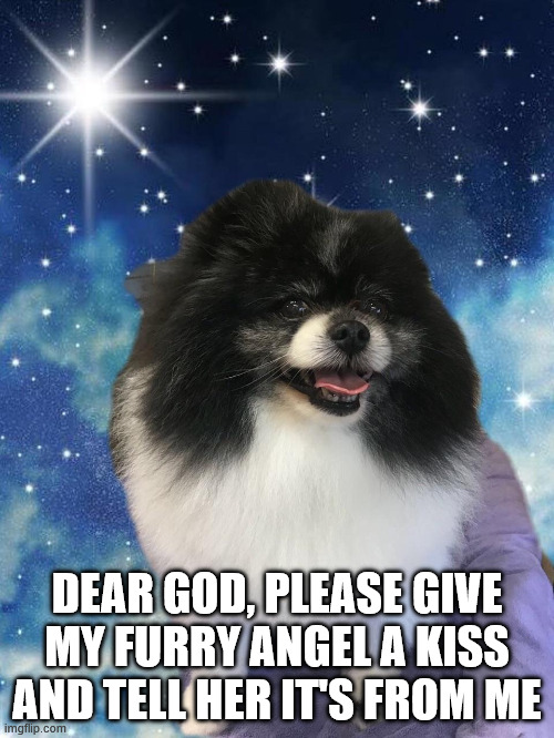 missing dog | DEAR GOD, PLEASE GIVE MY FURRY ANGEL A KISS AND TELL HER IT'S FROM ME | image tagged in furry angel | made w/ Imgflip meme maker