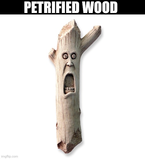 Petrified Wood | PETRIFIED WOOD | image tagged in chrisjoines1 | made w/ Imgflip meme maker