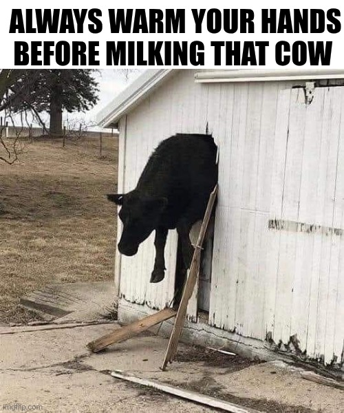 Always Warm Your Hands Before Milking That Cow | ALWAYS WARM YOUR HANDS BEFORE MILKING THAT COW | image tagged in chrisjoines1 | made w/ Imgflip meme maker