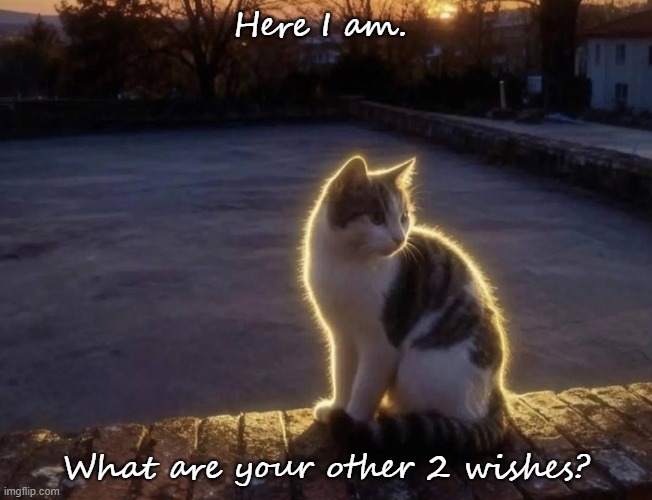 Wish come true | Here I am. What are your other 2 wishes? | image tagged in cats | made w/ Imgflip meme maker