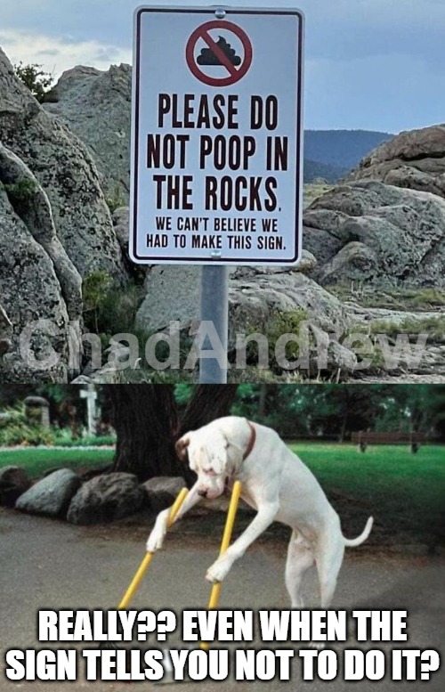 Doggon it! | REALLY?? EVEN WHEN THE SIGN TELLS YOU NOT TO DO IT? | image tagged in dog poop,originalcontentonly,poopy dog,funny signs | made w/ Imgflip meme maker