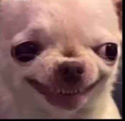 chihuahua grin Blank Meme Template