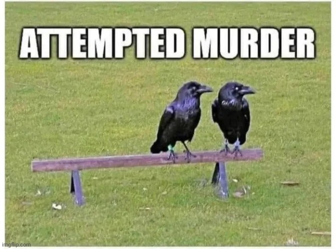 Think about it | image tagged in crows,group,well yes but actually no,task failed successfully,call your friends | made w/ Imgflip meme maker