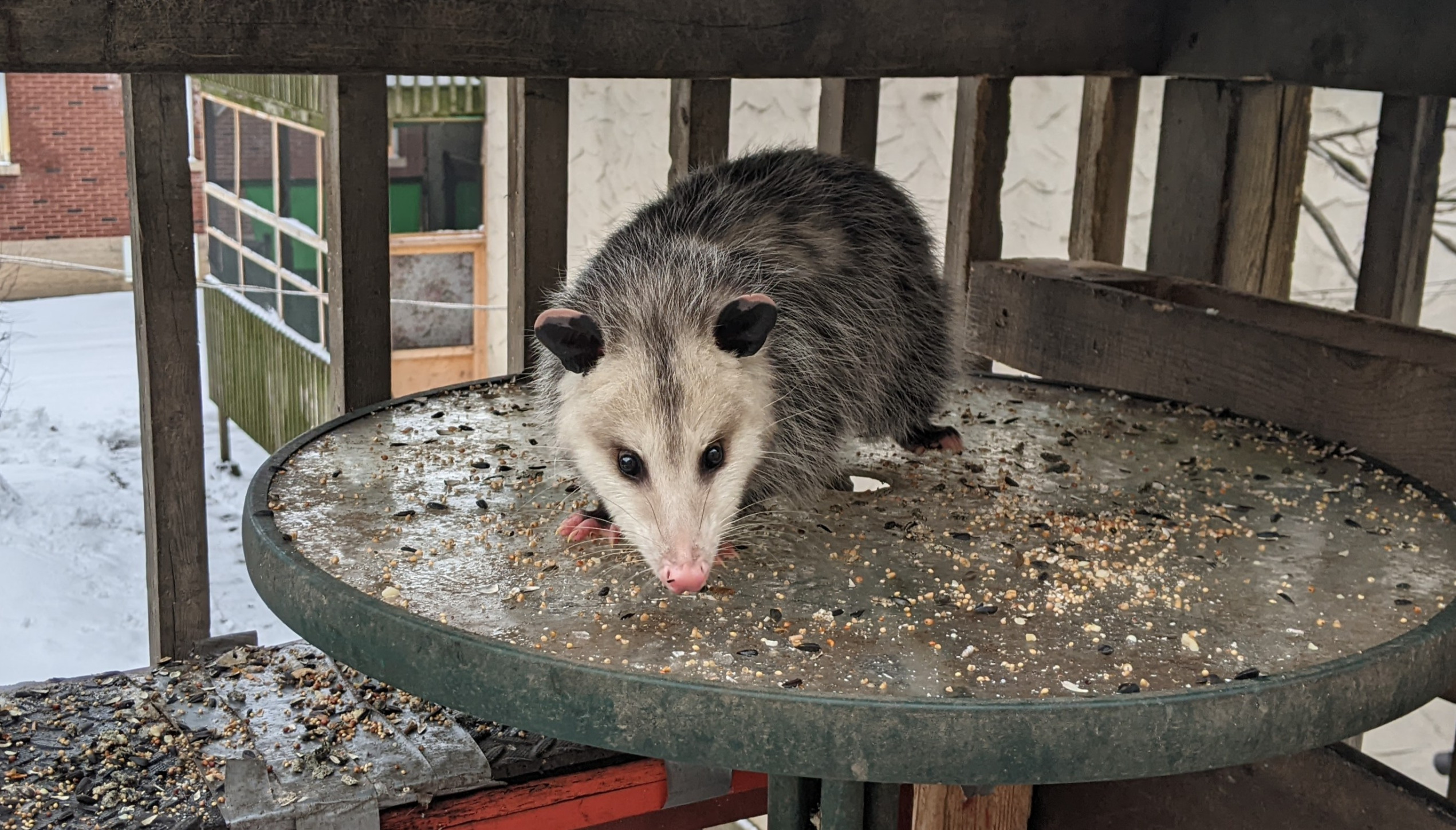 Awesome Possum Blank Meme Template