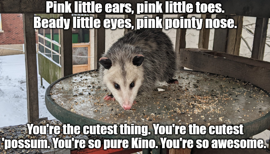 Awesome Possum | Pink little ears, pink little toes.  Beady little eyes, pink pointy nose. You're the cutest thing. You're the cutest 'possum. You're so pure Kino. You're so awesome. | image tagged in awesome possum,funny,nature,cute,awesome,opossum | made w/ Imgflip meme maker