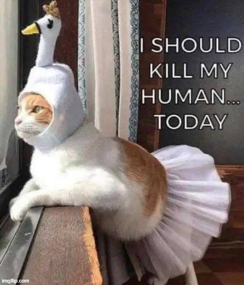 One of those few times you have to side with the cat.... | image tagged in cats,sad but true,this is not okie dokie,poor choices,ahh,funny cat memes | made w/ Imgflip meme maker