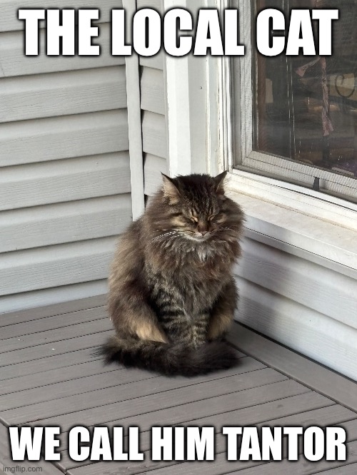 THE LOCAL CAT; WE CALL HIM TANTOR | image tagged in cat | made w/ Imgflip meme maker