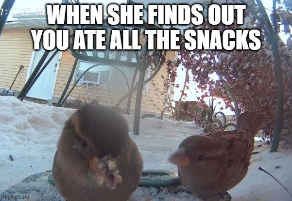 When she finds out you ate all the snacks | WHEN SHE FINDS OUT YOU ATE ALL THE SNACKS | image tagged in bird,birds | made w/ Imgflip meme maker