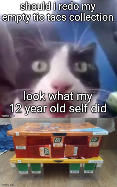 should i redo my empty tic tacs collection; look what my 12 year old self did | image tagged in cat shocked | made w/ Imgflip meme maker