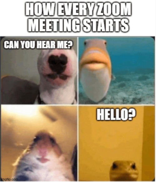Zoom. | image tagged in memes | made w/ Imgflip meme maker
