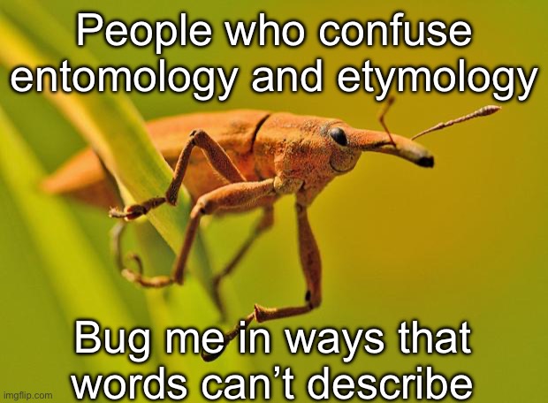Etymology and Entomology | People who confuse entomology and etymology; Bug me in ways that words can’t describe | image tagged in happy insect,entomology,etymology,puns,confusion | made w/ Imgflip meme maker