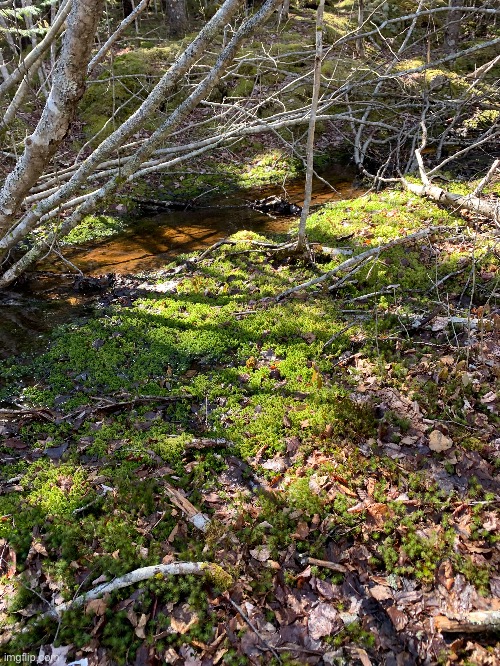 Mating press location in Nova Scotia | made w/ Imgflip meme maker