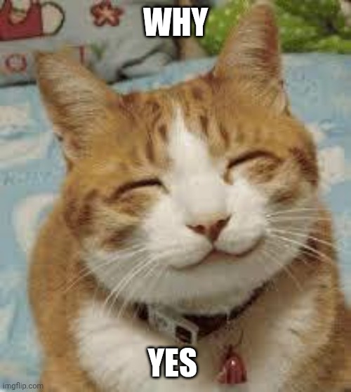 Happy cat | WHY YES | image tagged in happy cat | made w/ Imgflip meme maker