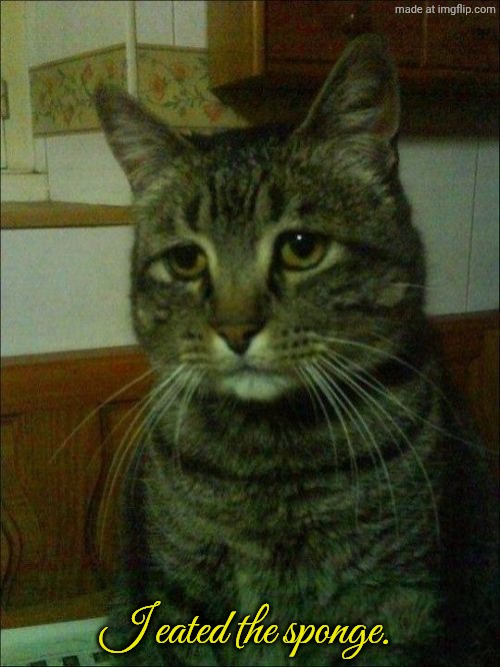 I eated the sponge. | I eated the sponge. | image tagged in memes,depressed cat | made w/ Imgflip meme maker