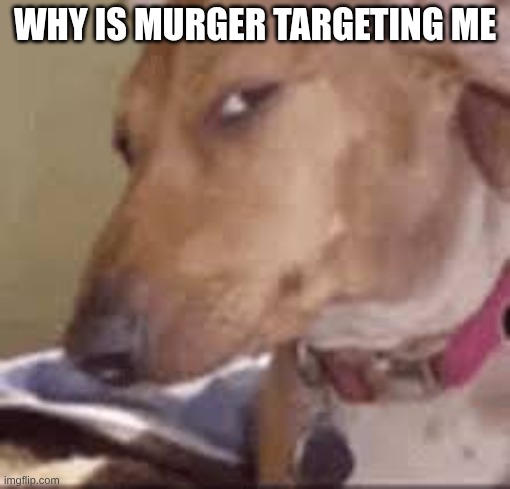 really bruh | WHY IS MURGER TARGETING ME | image tagged in really bruh | made w/ Imgflip meme maker