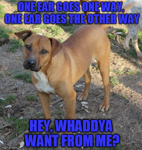 ONE EAR GOES ONE WAY, ONE EAR GOES THE OTHER WAY HEY, WHADDYA WANT FROM ME? | made w/ Imgflip meme maker