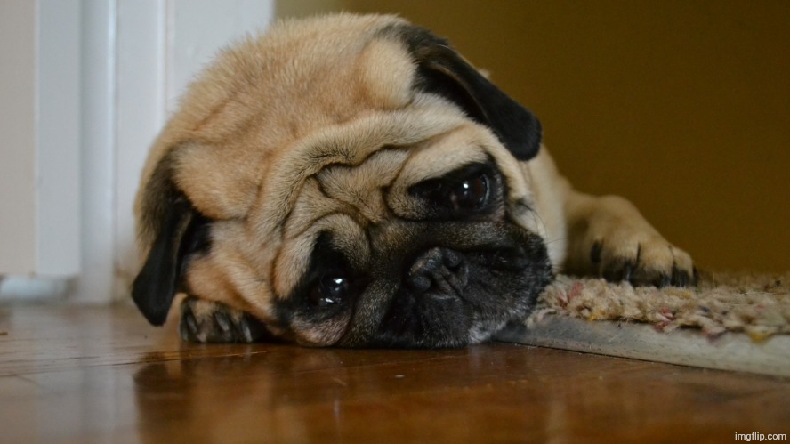 Sigh Pup | image tagged in sigh pup | made w/ Imgflip meme maker