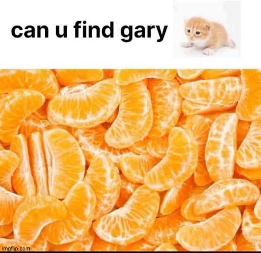 Kitteh | image tagged in kitty,gary,kitten,cat | made w/ Imgflip meme maker