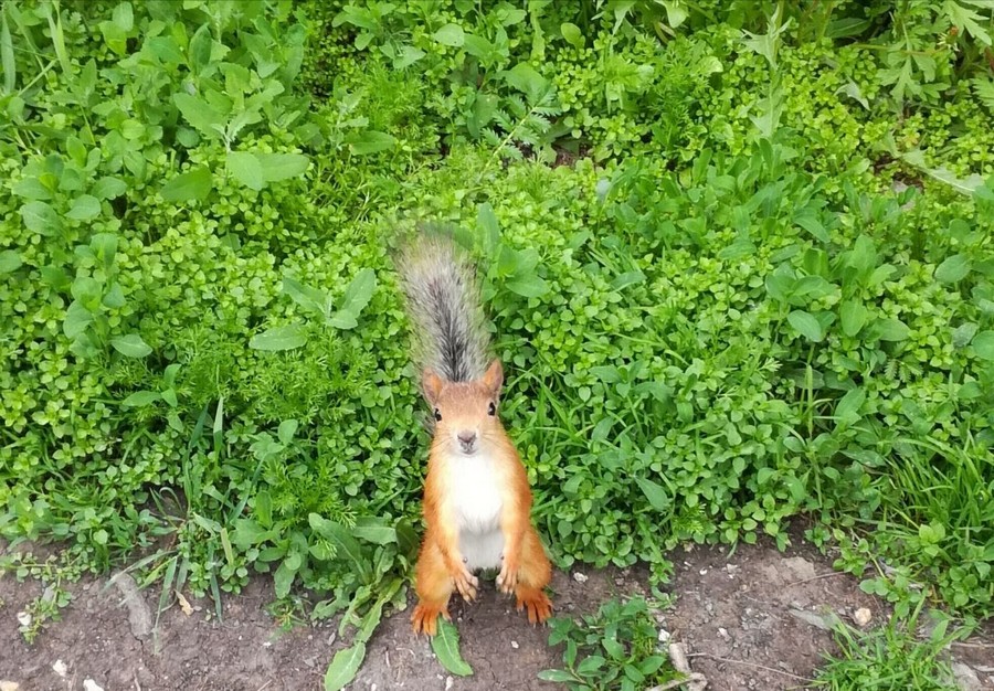 squirrel Blank Meme Template