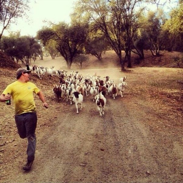 chasing goat Blank Meme Template