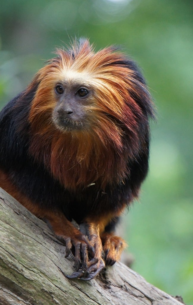 Lion Monkey Blank Meme Template