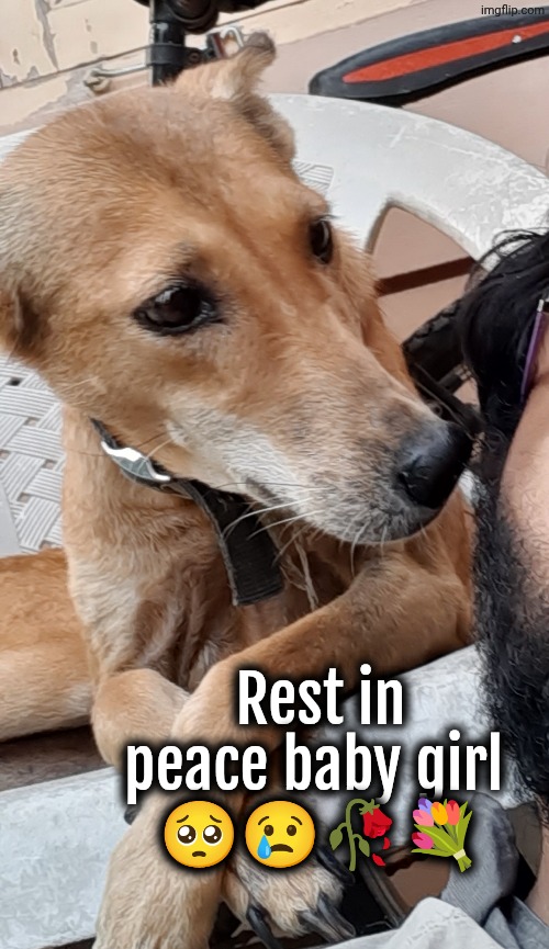Rozy, She passed away this morning. | Rest in peace baby girl 
🥺😢🥀💐 | image tagged in dogs,rip | made w/ Imgflip meme maker