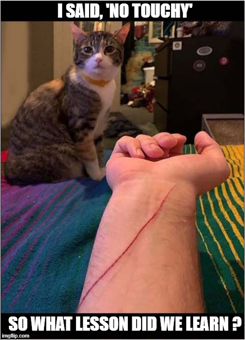 You Were Warned ! | I SAID, 'NO TOUCHY'; SO WHAT LESSON DID WE LEARN ? | image tagged in cats,warning,no touchy,scratch | made w/ Imgflip meme maker