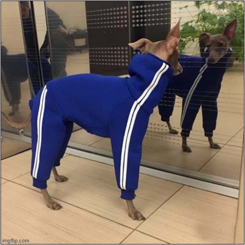 Who Is That Stylish Chap ? | image tagged in dogs,whippet,tracksuit,style | made w/ Imgflip meme maker