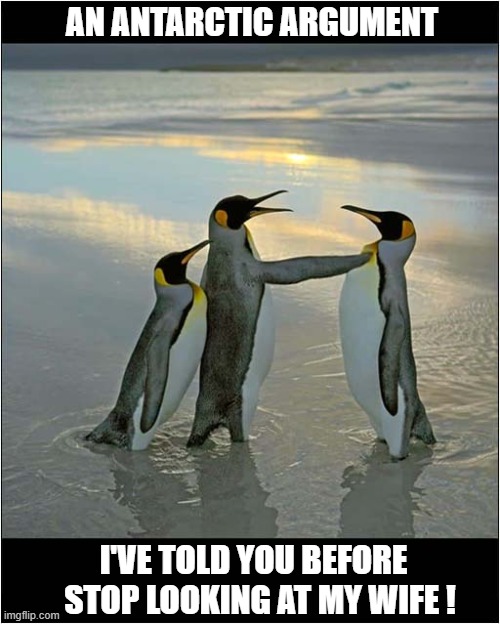 It's World Penguin Awareness Day (20th January) | AN ANTARCTIC ARGUMENT; I'VE TOLD YOU BEFORE
  STOP LOOKING AT MY WIFE ! | image tagged in penguins,argument,jealousy | made w/ Imgflip meme maker