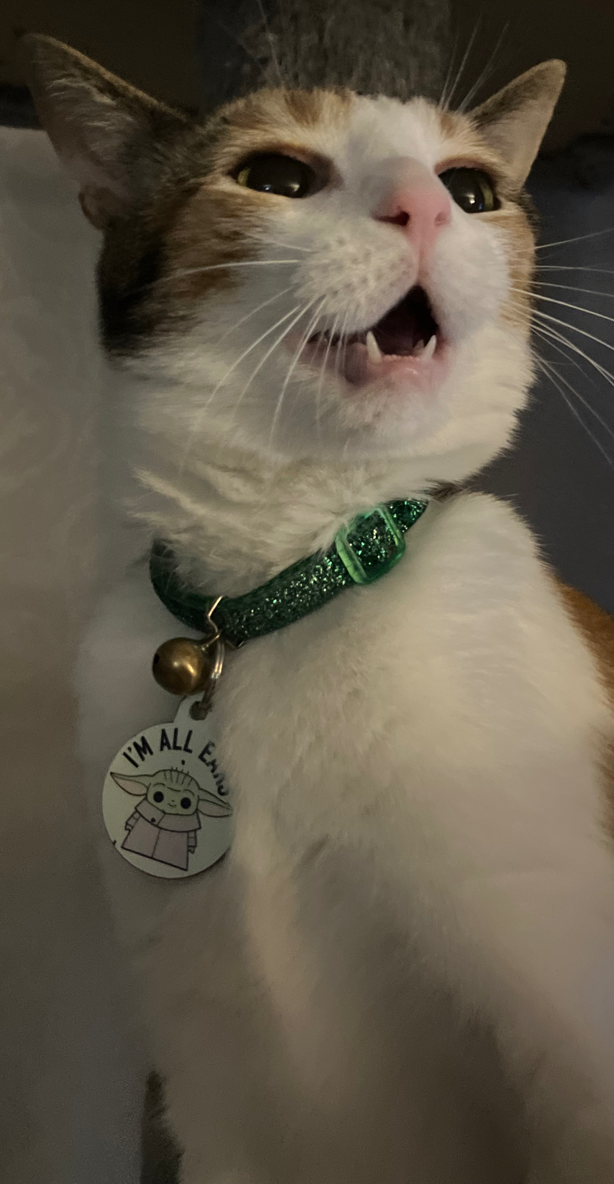 Enraged calico kitten Blank Meme Template