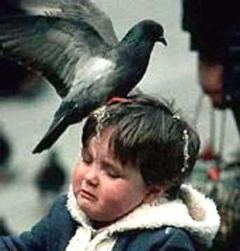 Pigeon shit on kid Blank Meme Template