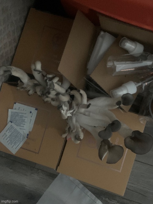 Are we forealius | made w/ Imgflip meme maker