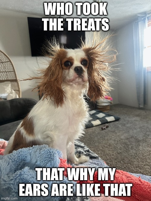 goffy dog | WHO TOOK THE TREATS; THAT WHY MY EARS ARE LIKE THAT | image tagged in good fellas hilarious | made w/ Imgflip meme maker